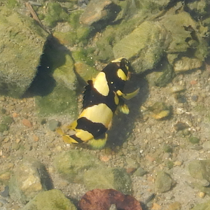 Queensland Grouper juvenile