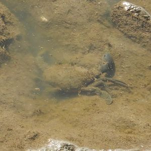 Indo-Pacific Swamp Crab (Mud Crab)