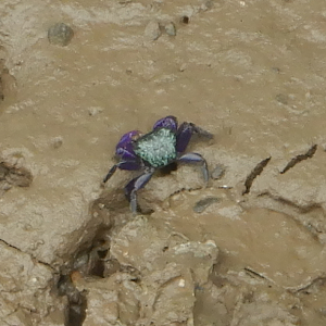 Purple Climber Crab