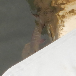 Mangrove Jack juvenile