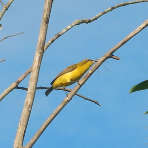 Olive-Backed Sunbird