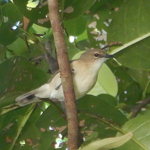 Large-Billed Gerygone