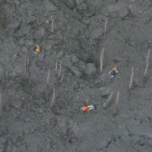 Compressed Fiddler Crab