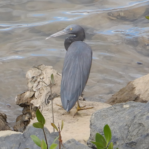 Pacific Reef-Heron