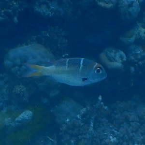 Redfin Bream