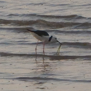Pied Stilt