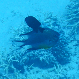 Whitebelly Damselfish