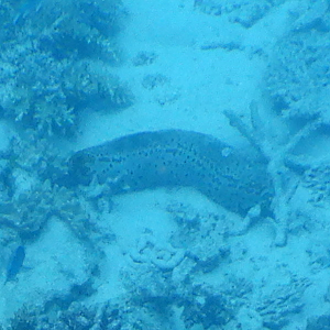 Leopard Sea Cucumber