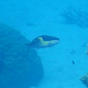 Darkcap Parrotfish