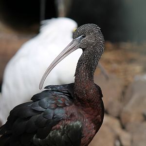 Glossy Ibis