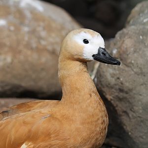 Ruddy Shelduck