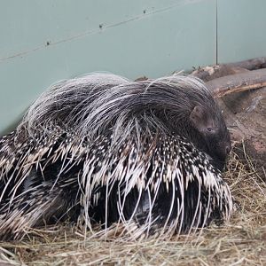 Cape Porcupine