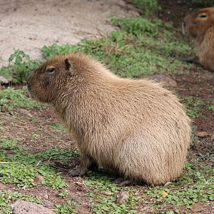 Capybara