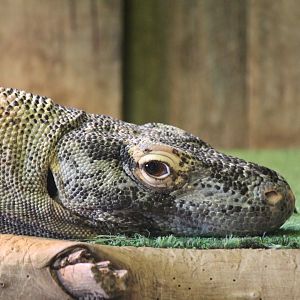 Komodo Dragon