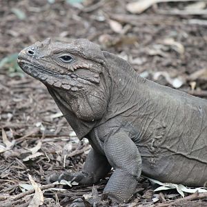 Rhinoceros Iguana
