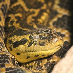 Yellow Anaconda