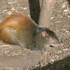 Red-rumped Agouti