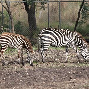 Plains Zebra