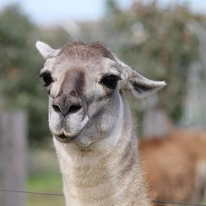 Guanaco