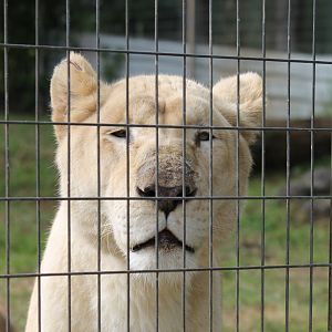 White Lioness