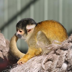 Bolivian Squirrel Monkey