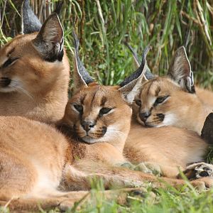 Caracal