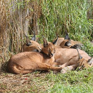 Caracal Family