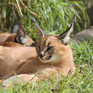 Caracal