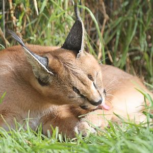Caracal