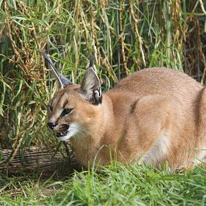 Caracal
