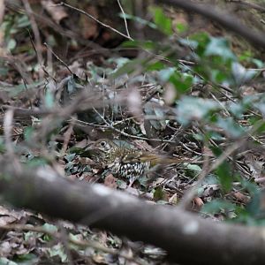 Russet-tailed Thrush