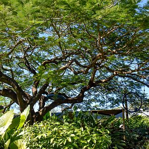 Ruffed Lemur Enclosure
