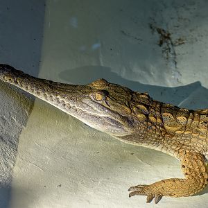Freshwater Crocodile