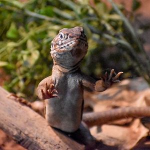 Central Netted Dragon