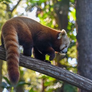 Red Panda