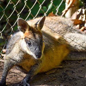 Swamp Wallaby