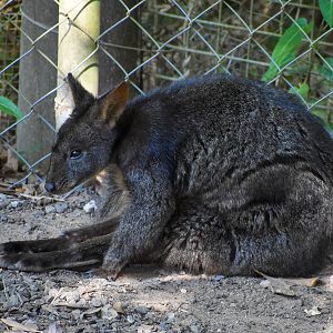 Red-bellied Pademelon