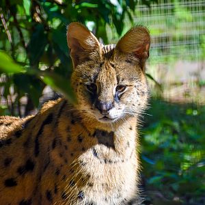 Serval