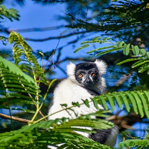 Black-and-white Ruffed Lemur in tree