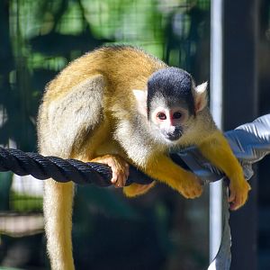 Bolivian Squirrel Monkey