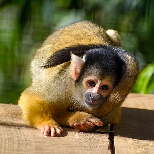 Bolivian Squirrel Monkey