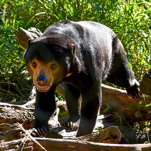 Maly - Malyan Sun Bear