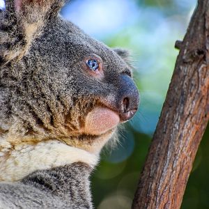 Blue-eyed Koala