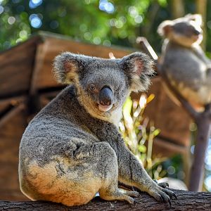 Blue-eyed Koala