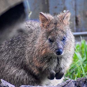 Quokka