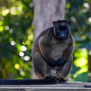 Lumholtz's Tree-Kangaroo