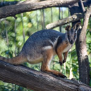 Yellow-footed Rock-Wallaby