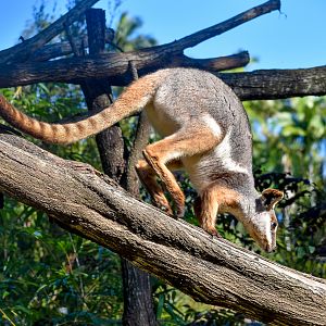 Yellow-footed Rock-Wallaby