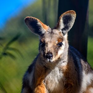 Yellow-footed Rock-Wallaby