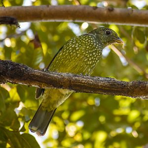 Green Catbird